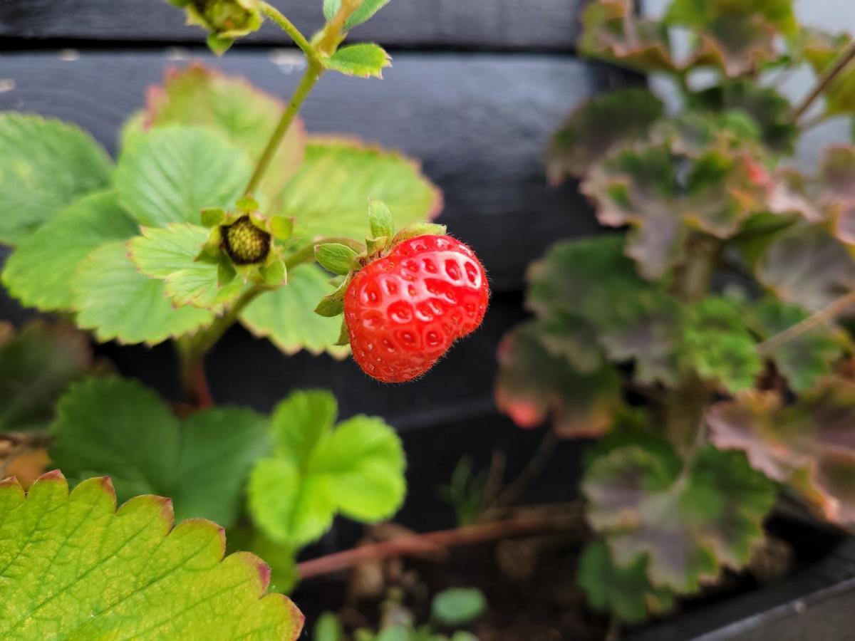 B&B Buutegeweun Sommelsdijk Bagian luar foto